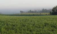 hay field on Jack Ungerecht's farm